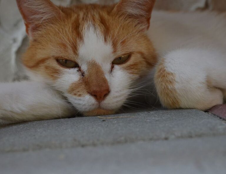 full form of hotel zeyejapa