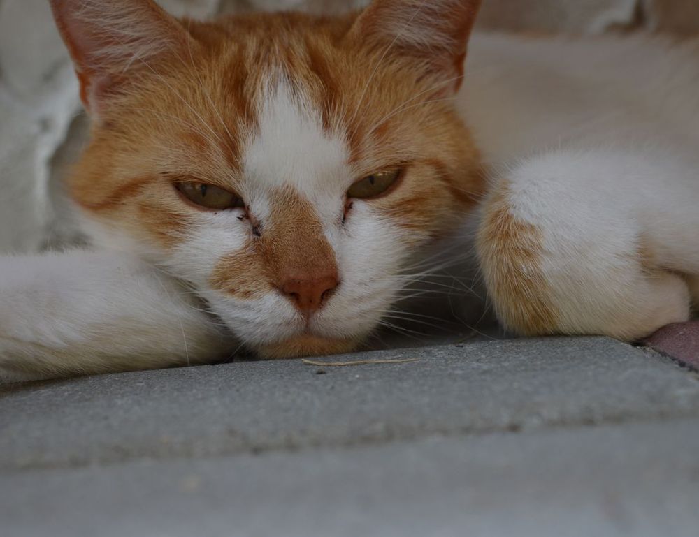 full form of hotel zeyejapa