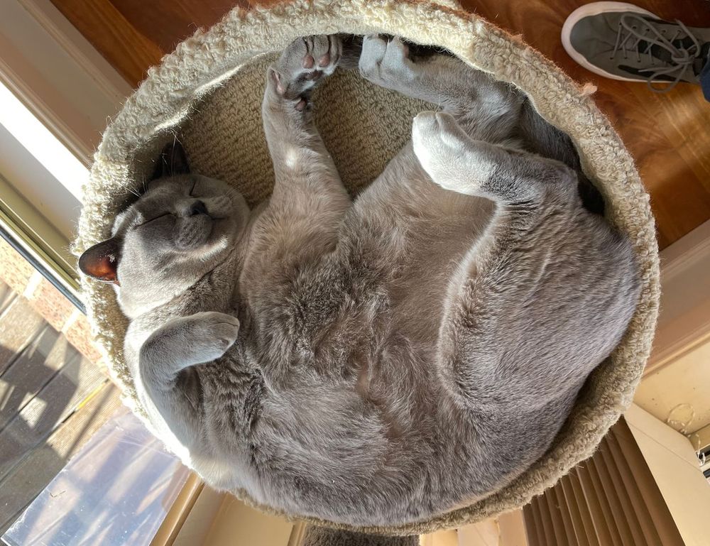 game masticelator mods pc