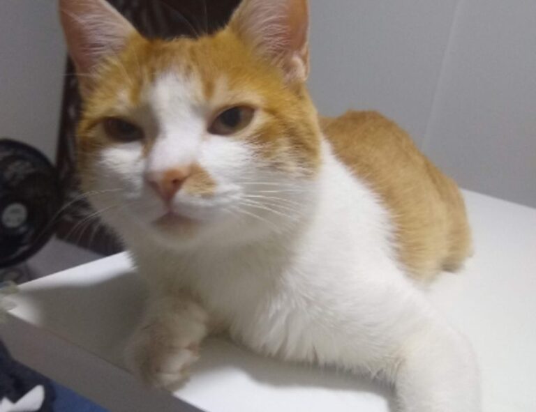 how should zahongdos eyeliner be worn