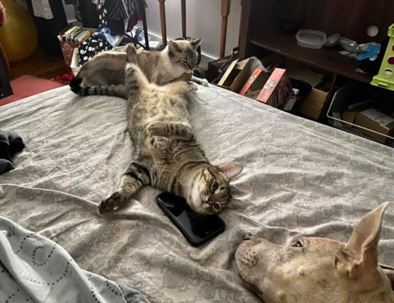 medicines used to treat tamophage