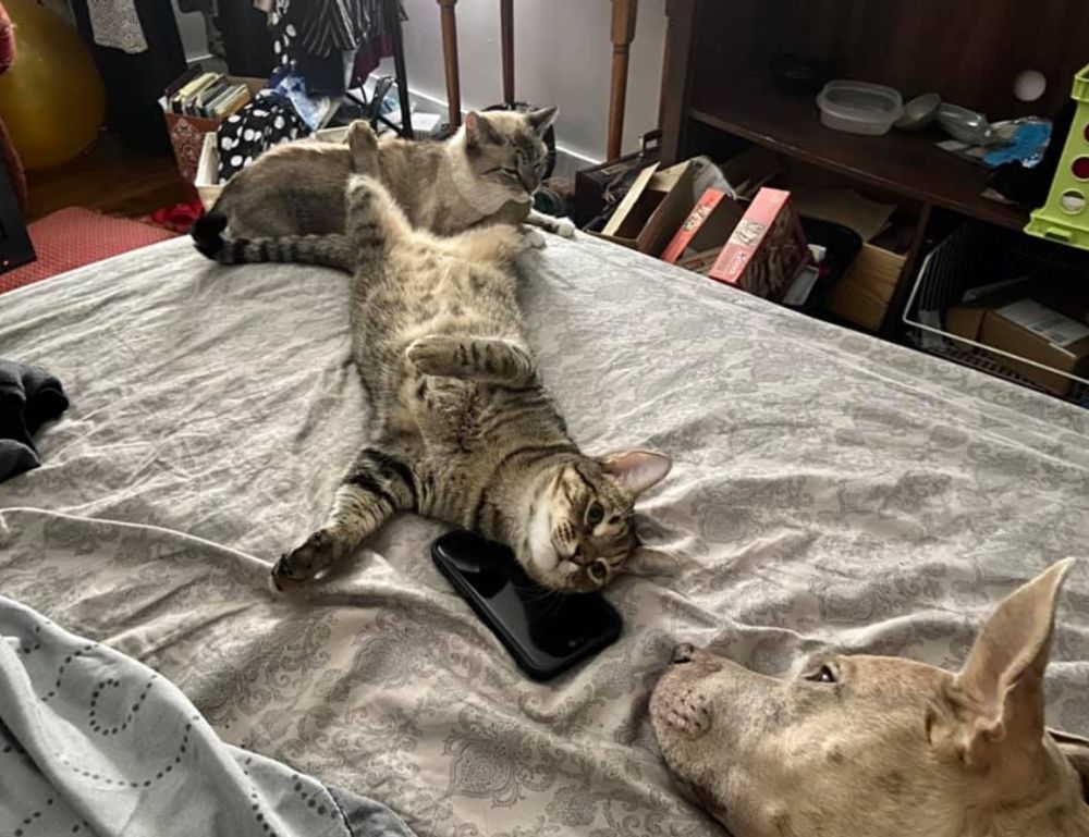 medicines used to treat tamophage