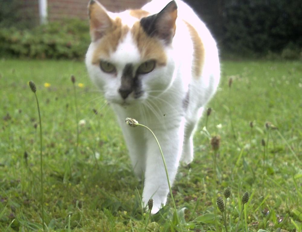 why are ooverzala updates so bad